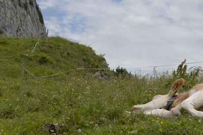 Dog relaxing on field against sky