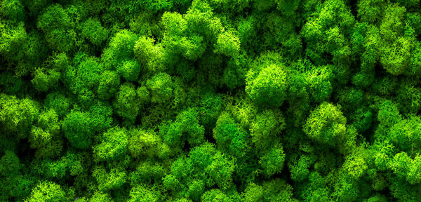 High angle view of plants growing in forest