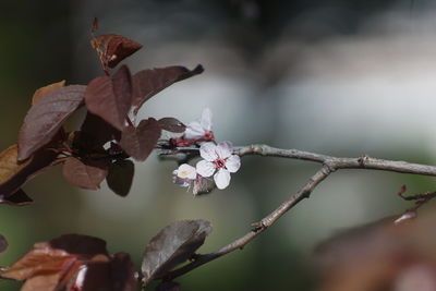Close-up of cherry blossom on tree