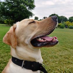 Close-up of a dog looking away