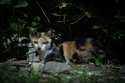 Cat resting on a field