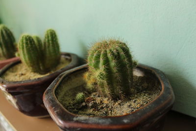 Close-up of succulent plant in pot