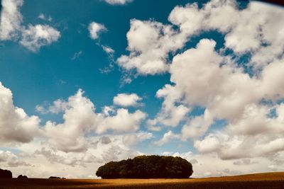 Low angle view of trees on field against sky