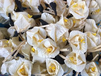 Close-up of yellow flowers