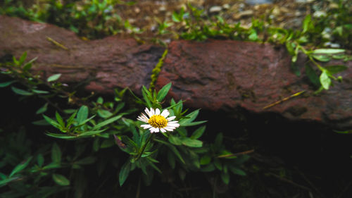 Close-up of flowers blooming outdoors