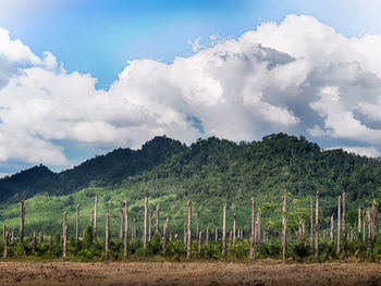 Scenic view of vineyard against sky