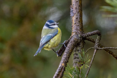 Close-up of bird perching on tree