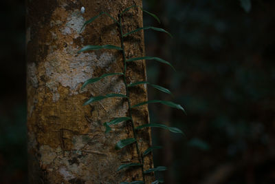 Close-up of tree trunk in forest