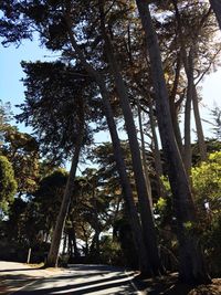 Low angle view of trees against clear sky