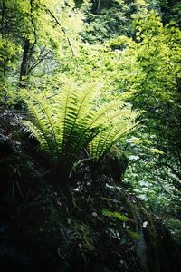 Trees in forest