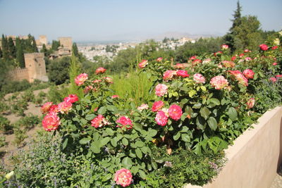 Pink flowers growing on plant against sky