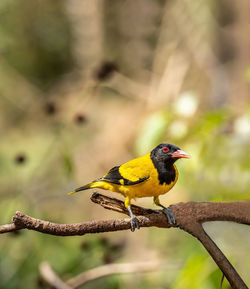 Close-up of bird perching on branch