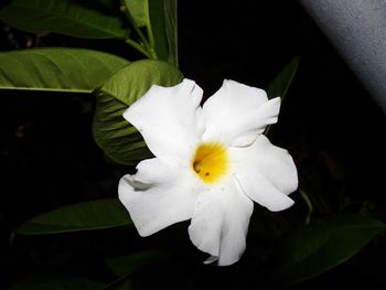 Close-up of white flower blooming outdoors