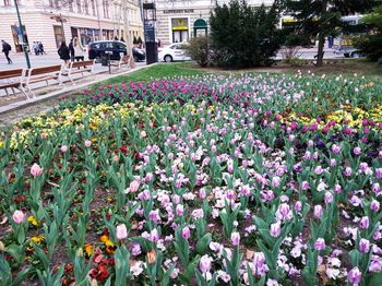 Pink flowering plants in park