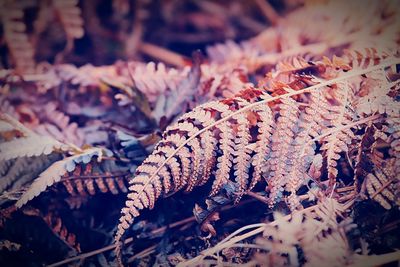 Close-up of dried leaves on plant