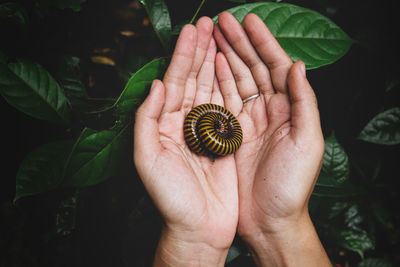 Close-up of hand holding millipede