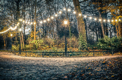 Illuminated trees at night