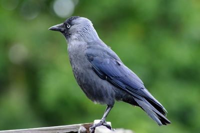 Close-up of bird perching on wood