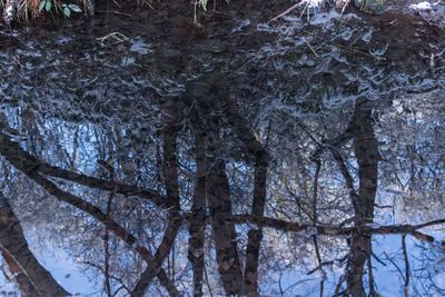 Low angle view of snow covered trees