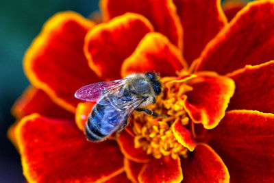 Close-up of bee pollinating on red flower