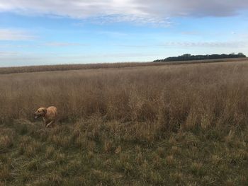 View of a field