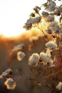 Close-up of flowers against sky