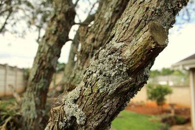 Close-up of tree trunk