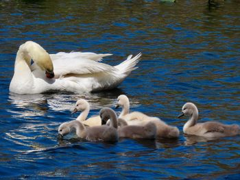 Swans family outing 