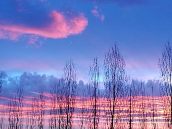 Panoramic shot of bare trees against sky during sunset