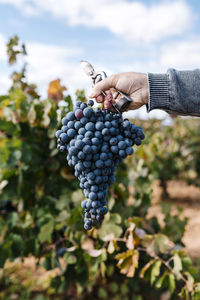 Close-up of grapes growing in vineyard