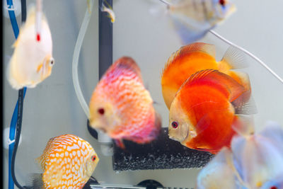 Close-up of fish swimming in aquarium