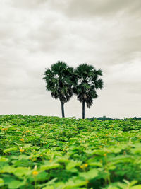 Trees on field against sky