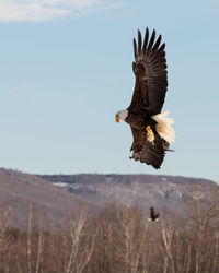 Bird flying over a land