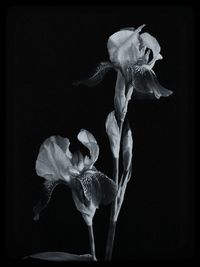 Close-up of flower over black background