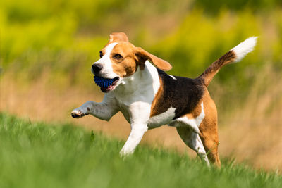 Full length of a dog running on field