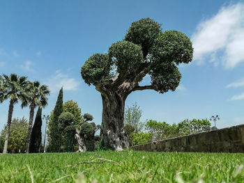 Low angle view of trees on field against sky