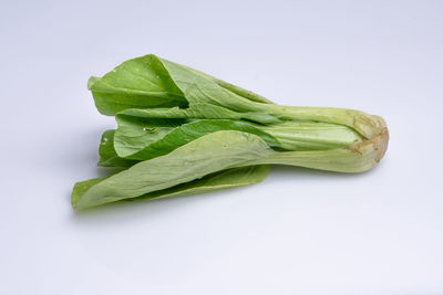Close-up of green leaves against white background