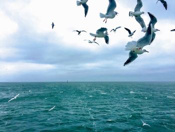Seagulls flying over sea against sky