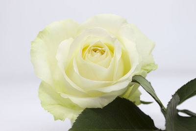 Close-up of rose against white background