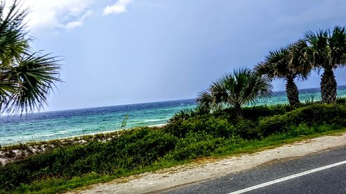 Palm trees by sea against sky