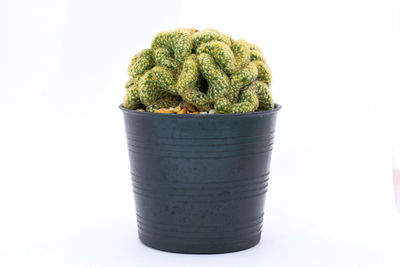 Close-up of potted plant against white background