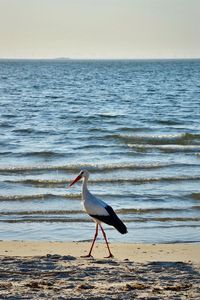 Bird on beach