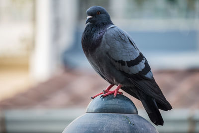 Close-up of pigeon perching on a metal