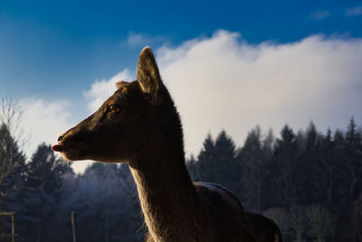 Close-up of a horse looking away