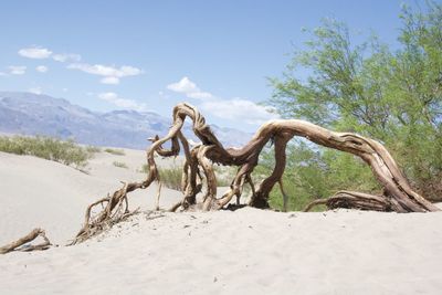 Low angle view of camel on sand at desert