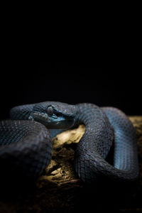 Close-up of lizard on black background