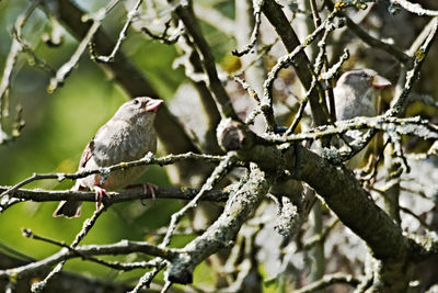 Low angle view of bird perching on tree