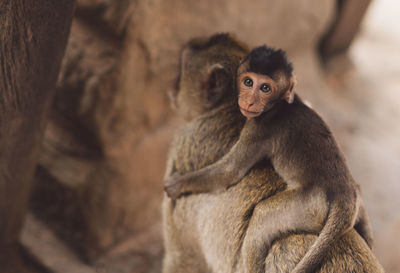 Portrait of monkey sitting