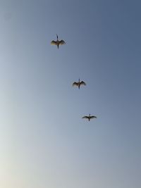 Low angle view of birds flying in sky