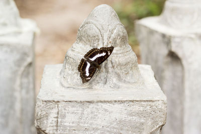 Close-up of plant against blurred background